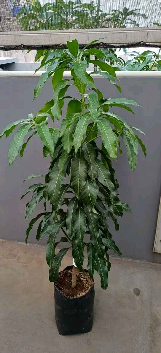 Mangga Kiojay Vs Mangga Mahatir